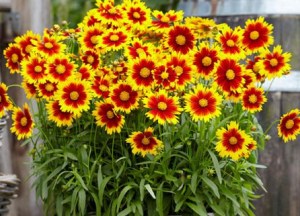 Coreopsis ‘Uptick Gold and Bronze’